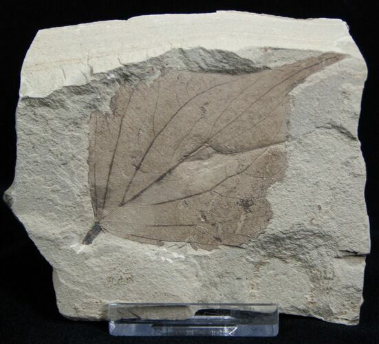 Fossil Poplar Leaf - Green River Formation #2311